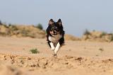 BORDER COLLIE 396